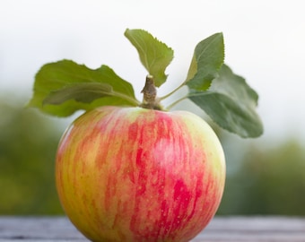 Rare Apple 'Pink Princess' Seeds (3-Pack) - Start Your Own Enchanting Garden - Perfect Gardener's Gift