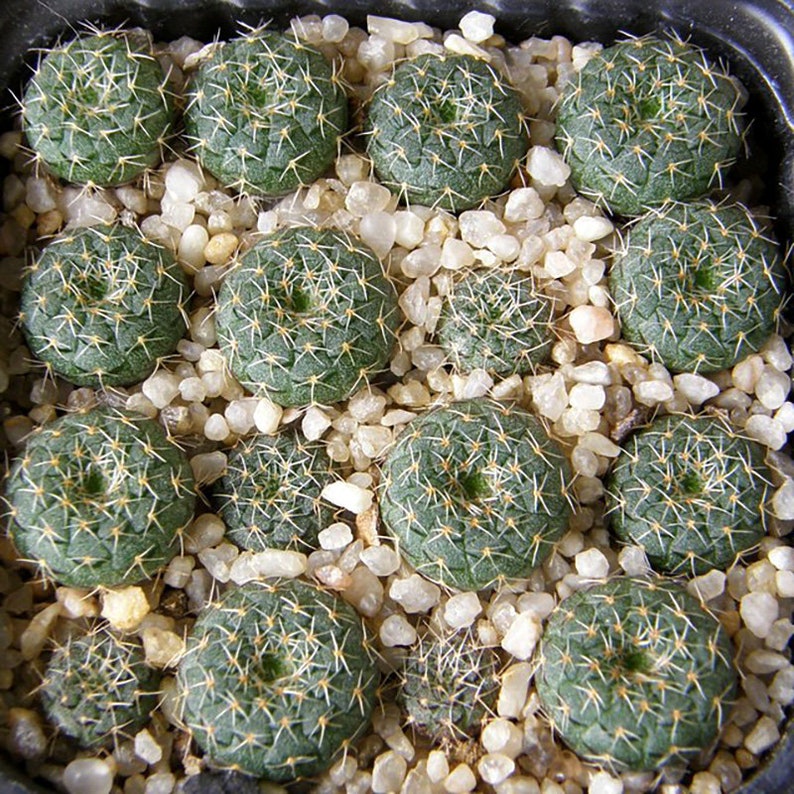 Frailea Cataphracta Seed Trio Uncommon Cacti, Miniature Desert Plant, Ideal for DIY Terrariums & Urban Gardens image 9