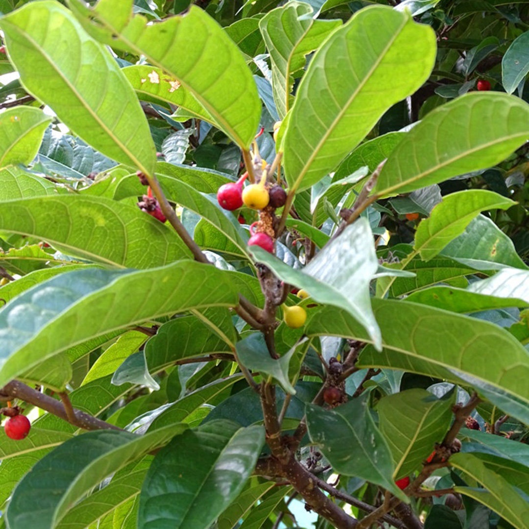 Ficus Nervosa Seeds Exotic Indoor Plant Seeds, Choose Quantity 30/100