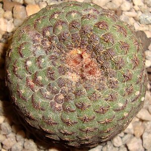 Frailea Cataphracta Seed Trio Uncommon Cacti, Miniature Desert Plant, Ideal for DIY Terrariums & Urban Gardens image 7