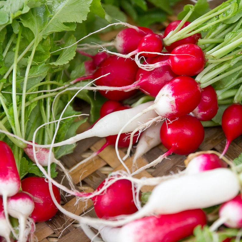 Premium Red Ball Turnip Seeds Easy Grow, Heirloom Quality, Fresh