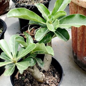 Rare Adenium obesum 3 Seeds - 'DHA Bung Wang' Variety, Exotic Desert Rose Plant Seeds for Enthusiast Gardeners, Unique Gardening Gift