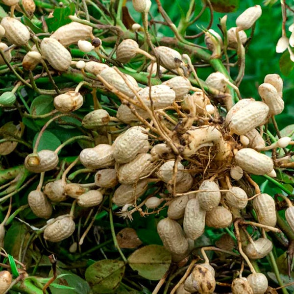 Premium Peanut Seeds - Choose 30/100/200 Qty, High-Yield Cultivar, Perfect for Home Gardening & Edible Gifts