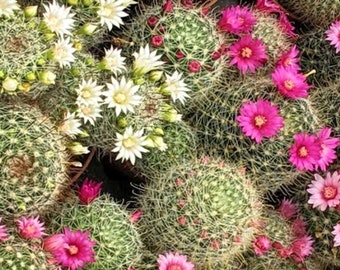 Exotic Mammillaria Mix Cactus Seeds (10) - Rare Succulent Collection, Start Your Own Desert Garden
