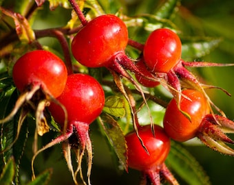 Exotic Himalayan Rosehip Multiflora Seeds (20) - Grow Your Own Lush Rosehip Plants, Ideal Gift for Botanical Enthusiasts