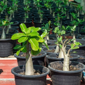 Exotic Adenium Flower Seeds Trio Grow Your Own Arabicum Mix, Ideal for Plant Lovers, Thoughtful Green Thumb Gift image 8