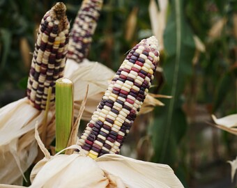 Grow Your Own Waxy Corn - Phuak Muang Seeds 20/100, Authentic Asian Corn, Sustainable Farming