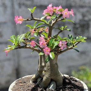 Golden Crown Adenium Arabicum 1st Gen 3 Seeds Pack, Exquisite Bonsai Starter, Perfect Gift for Plant Enthusiasts image 3