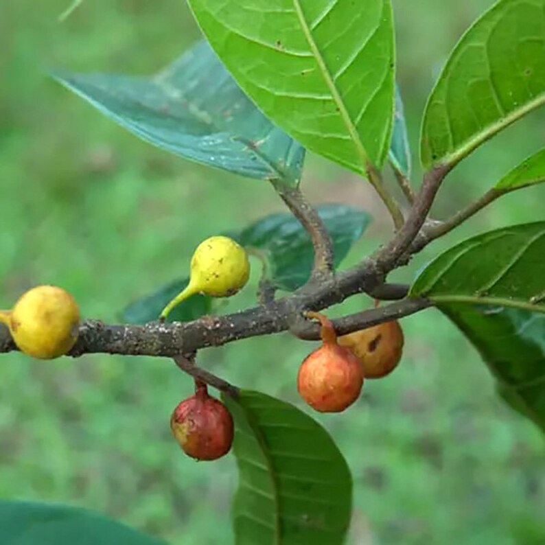 Ficus Nervosa Seeds Exotic Indoor Plant Seeds, Choose Quantity 30/100