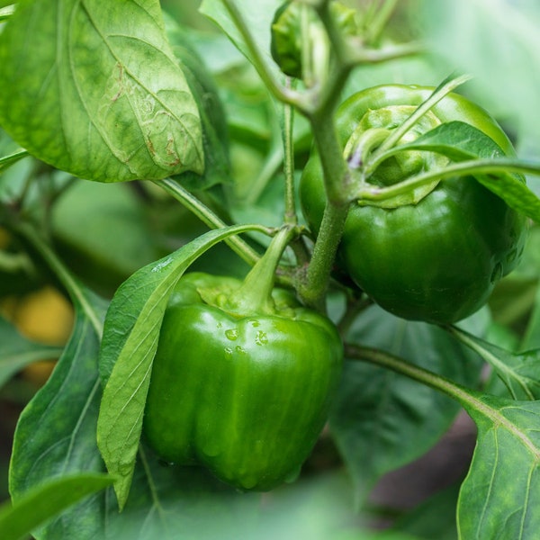 Semillas de pimiento verde dulce Heirloom (paquete de 20), jugosas y sabrosas, perfectas para jardinería en el hogar, idea única de regalo para jardineros