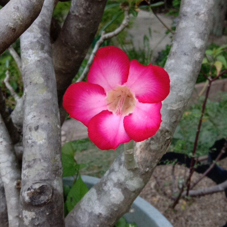 Black Giant Adenium Arabicum 3 Seeds Collector's Grade, Grow Your Own ...
