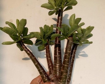 Black Giant Adenium Arabicum (3 Seeds) - Collector's Grade, Grow Your Own Bonsai, Ideal Gift for Plant Lovers