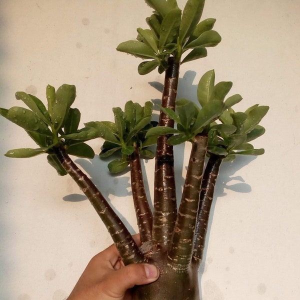 Black Giant Adenium Arabicum (3 Seeds) - Collector's Grade, Grow Your Own Bonsai, Ideal Gift for Plant Lovers