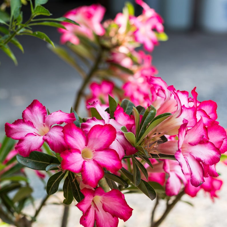 Exotic Adenium Flower Seeds Trio Grow Your Own Arabicum Mix, Ideal for Plant Lovers, Thoughtful Green Thumb Gift image 5