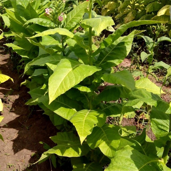 Tobacco Sumatra 30/100/500 Pcs fresh seeds, Nicotiana tabacum, Tobacco bush seeds, Organic seeds, Non GMO