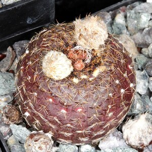 Frailea Cataphracta Seed Trio Uncommon Cacti, Miniature Desert Plant, Ideal for DIY Terrariums & Urban Gardens zdjęcie 2