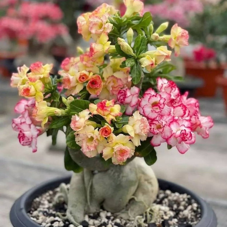 Golden Crown Adenium Arabicum 1st Gen 3 Seeds Pack, Exquisite Bonsai Starter, Perfect Gift for Plant Enthusiasts image 6