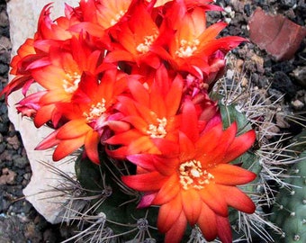 Grow Your Cactus Garden - 10 Matucana Seeds, Vibrant & Rare Mix, Ideal for Plant Enthusiasts