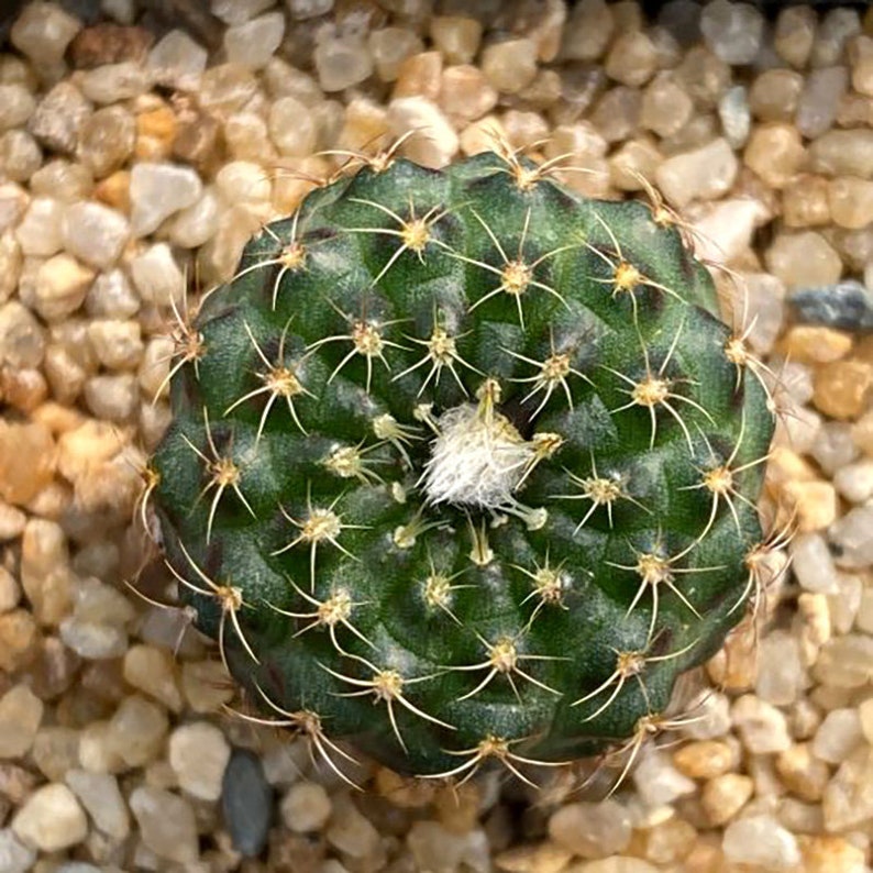 Rare Cactus Frailea Grahliana Seeds, Bundle of 10 Ideal for DIY Desert Landscaping, Thoughtful Present for Succulent Collectors zdjęcie 2