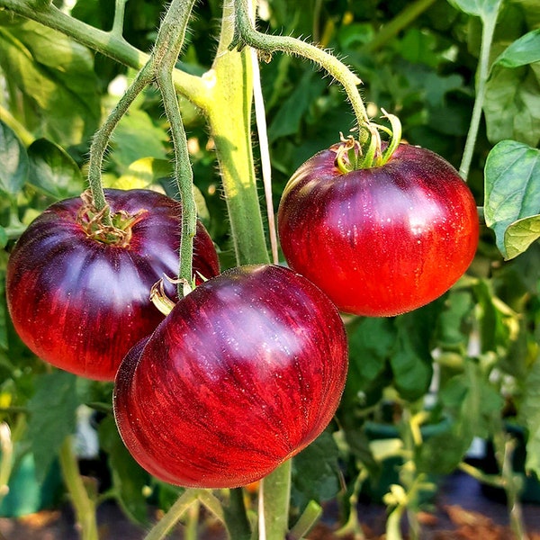 Tomaat 'Lovely Lush' Zaden (5) - Begin vandaag nog met uw Lush-tuin, geweldig als tuincadeau of zelfgekweekte groenteverrukking