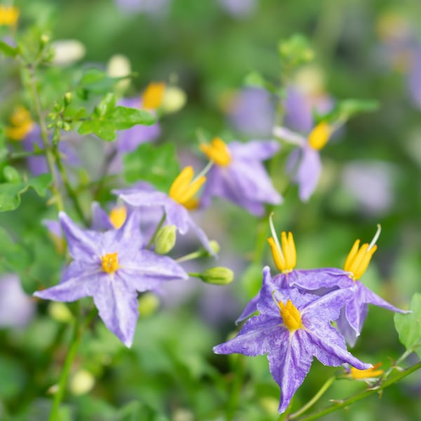 Solanum Trilobatum Seeds Pack - 10 Pcs, Grow Your Own Herbal Remedy, Ideal for Botanical Garden Lovers