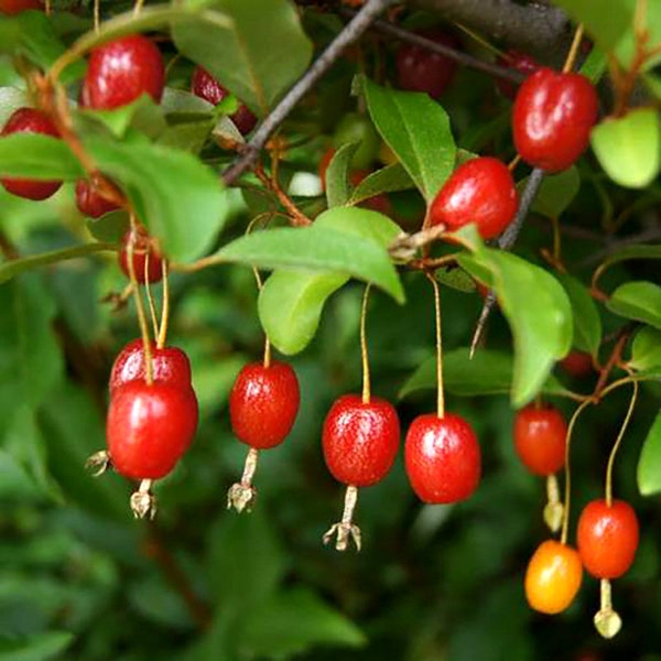 Kirsch-Elaeagnus-Samen – Gumi-Beeren-Sorten im 5/10/50, ideal für essbare Landschaftsgestaltung, umweltfreundliches Gartengeschenk