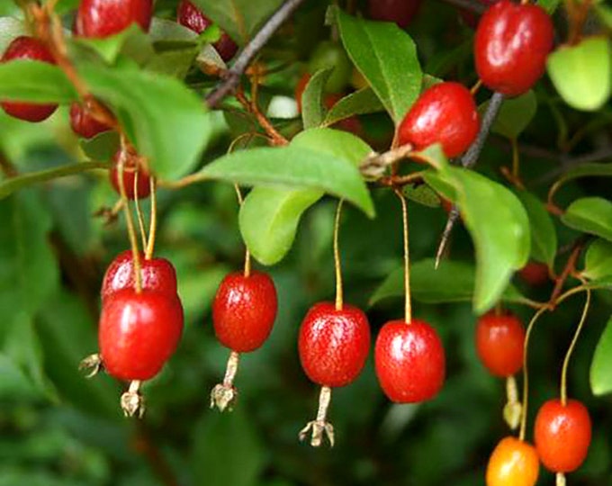 Cherry Elaeagnus Seeds Gumi Berry Varieties at 5/10/50, Great for Edible Landscaping, Eco
