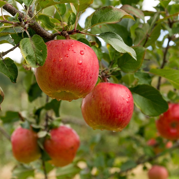 Organic Red Delicious Apple Tree Seeds (5 Qty) - Cultivate Crisp Apples at Home, Ideal for Hobbyists