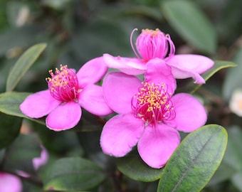 Grow Your Own Rose Myrtle - Rhodomyrtus Tomentosa 20 Seeds, Fragrant Ornamental Shrub, Ideal for Green Thumb Gifts