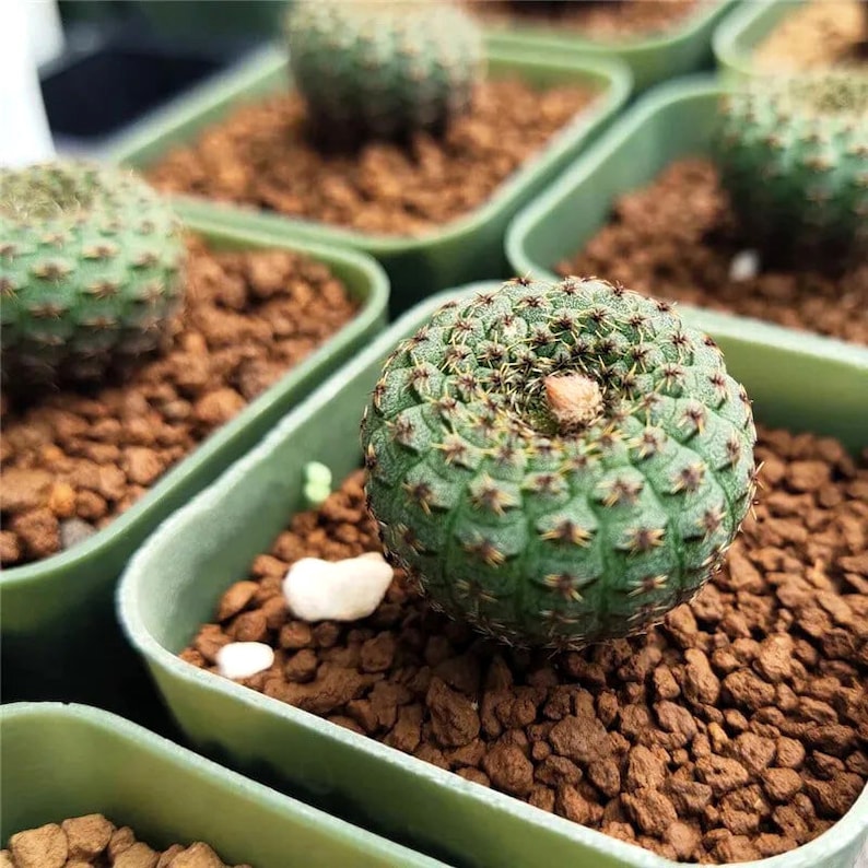 Frailea Cataphracta Seed Trio Uncommon Cacti, Miniature Desert Plant, Ideal for DIY Terrariums & Urban Gardens image 8