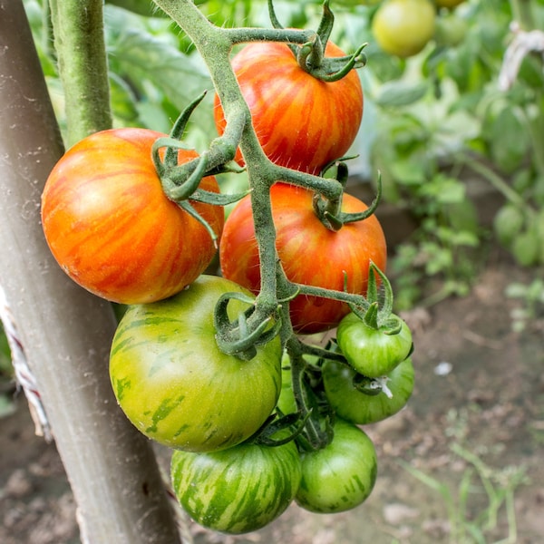 Exquisite 'Domaine de Saint Jean de Beauregard' Heirloom Tomato Seeds - Garden to Table, 5 Seed Pack