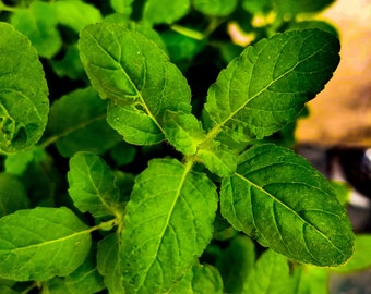 Krishna Tulsi Seeds - Black Tulsi Variety, Sacred Basil for Home Gardening, Spiritual Wellness Gift