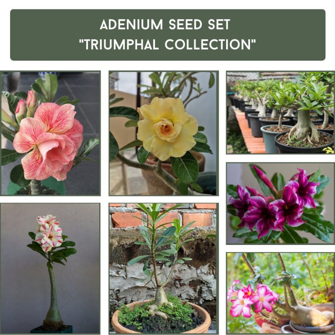 Triumphal Collection Adenium Seed Kit Grow Your Own Desert Rose, DIY ...