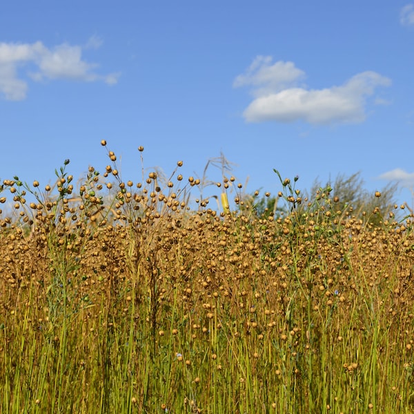 Golden Flax Seeds - Organic Linen, High-Quality 50 Seed Pack for Home Gardening, Perfect Gardener's Gift