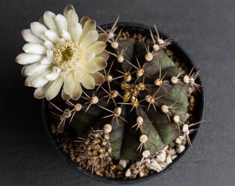 Exotic Frailea Mammifera Cactus Seeds - 10 Count, Miniature Succulent Seed Kit, Perfect for DIY Desert Gardens