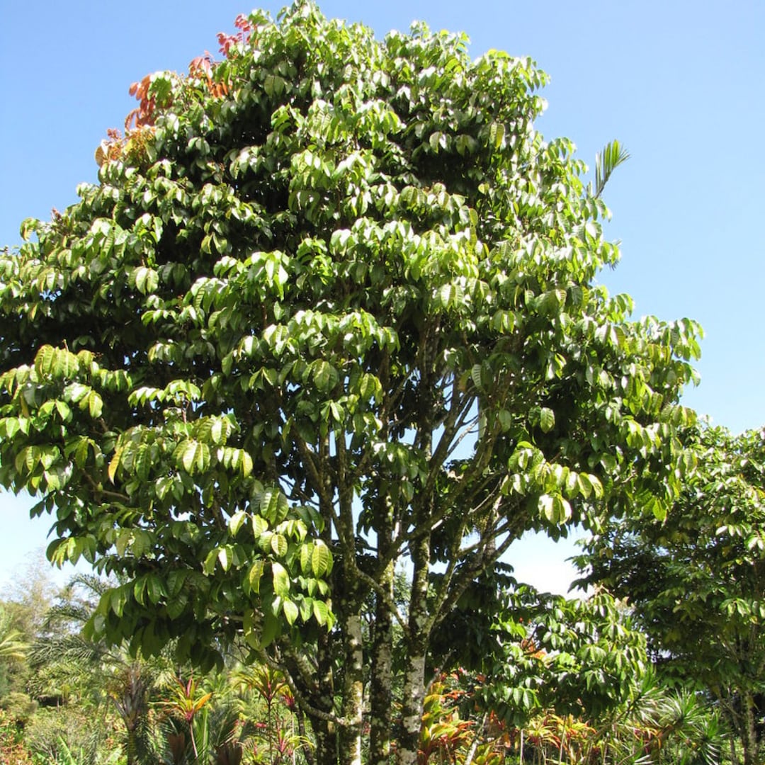 Canarium Album 5 Pcs Fresh Seeds Deciduous Seeds Organic Seeds Etsy