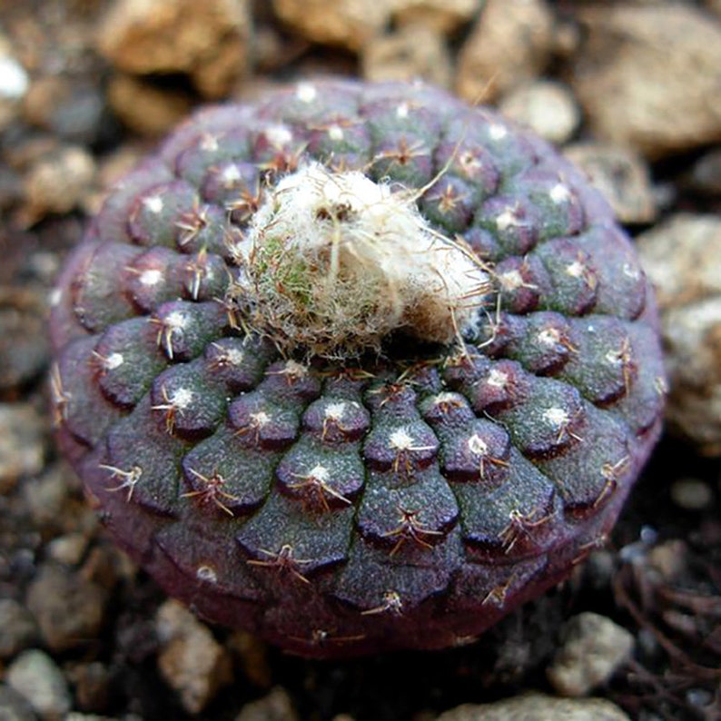 Frailea Cataphracta Seed Trio Uncommon Cacti, Miniature Desert Plant, Ideal for DIY Terrariums & Urban Gardens image 3