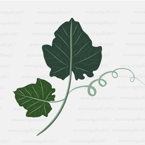 Hoja de calabaza SVG, archivo vectorial transparente de enredadera de calabaza, archivos Svg, Png, Jpeg, Ai, Dxf y Eps incluidos.