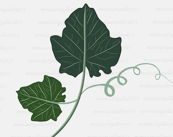 Pumpkin leaf svg, pumpkin vine transparent vector file, Svg, Png, Jpeg, Ai, Dxf and Eps files included.