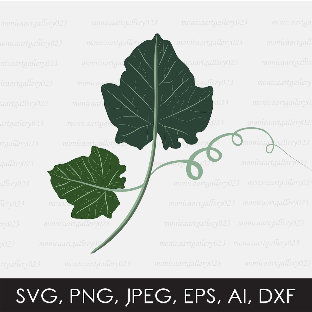 Pumpkin Leaf Svg, Pumpkin Vine Transparent Vector File, Svg, Png, Jpeg