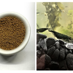 Set of Fast Growth Shrimps Nutrition for Green Jade Shrimps Neocaridina Freshwater Aquarium and Fish Tank Live Shrimps by Shrimpspase