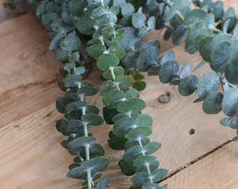 Eukalyptus Baby Blue frisch