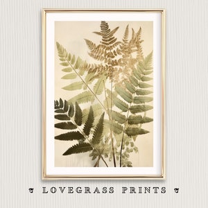 Fern Print, Fern Printable Wall Art, Ferns Art Print, Fern Vintage ...