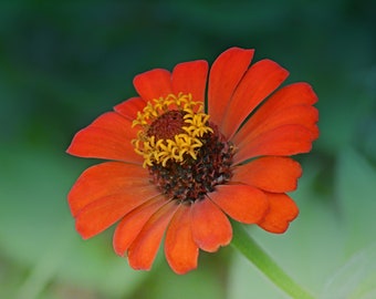 Flower 2