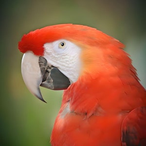 Bird Art 2