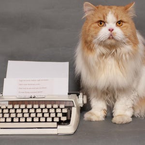 Puede incluir: Una máquina de escribir vintage blanca con un gato blanco y naranja sentado frente a ella. La máquina de escribir tiene una hoja de papel con el texto: "Half we were ladies, half we were men. Our bad luck came and cut us down. To stop this thing, a constant summer."