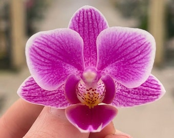 Phalaenopsis Orchid ‘Enchanted’ 3” BS