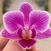 see more listings in the Orchidee section