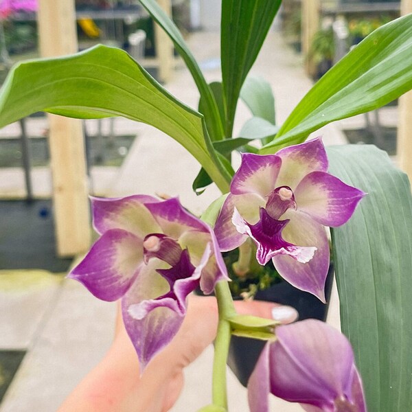 Zygopetalum Hybrid ‘Blue Birds’