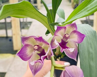 Zygopetalum Hybrid ‘Blue Birds’